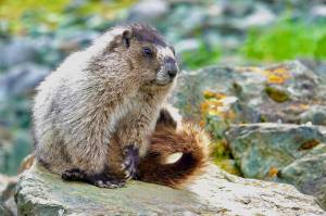 A beach marmot alongside the trail seems to pose for its photograph. (Photo by Helen Unruh)