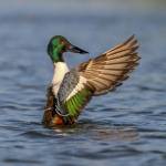 A male northern shoveler duck. (U.S. Fish and Wildlife Service photo)