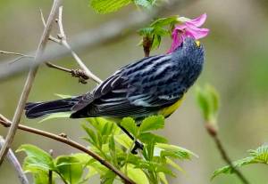 A yellow-rumped warbler. (Photo by Helen Unruh)