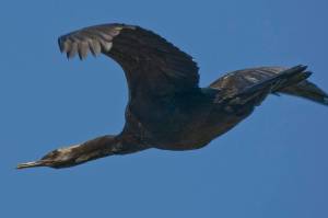 A Pelagic cormorant in flight. (Michael L. Baird / CC BY 2.0 photo)