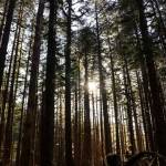 Sunlight gleams through the Tongass National Forest in Juneau on Saturday, March 29, 2025. (Jasz Garrett / Juneau Empire file photo)