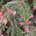 Photo by Mary Willson / courtesy
Some spruce branches bore three male cones at the tips of the twigs and no new growth.