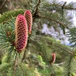 Photo by Mary Willson / courtesy
Young female spruce cones grow upright and bend down to open when the seeds are ripe and ready to disperse.