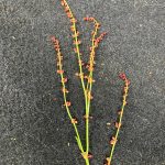 Dames rocket or sweet rocket is an invasive species along Juneau roadsides. (Photo courtesy Mary F. Willson)