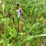 Photos by Mary F. Willson 
A spittlebug nymph has made its shelter on a shooting star fruiting stem.