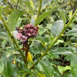 The shoot killed by last years willow rose is surrounded by exuberant new shoots.