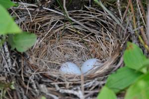 Dark-eyed juncos make a typical nest cup of woven plant fibers. (Photo by Bob Armstrong/courtesy)