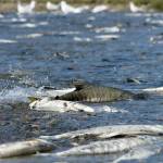 Surrounded by decomposing fish, a healthy chum salmon swims up Salmon Creek in Juneau to spawn on July 24, 2025. (Photo by Chloe Anderson/Juneau Empire)
