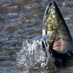 A spawning chum salmon is seen in Salmon Creek in Juneau on Jul. 24, 2025. (Photo by Chloe Anderson/Juneau Empire)
