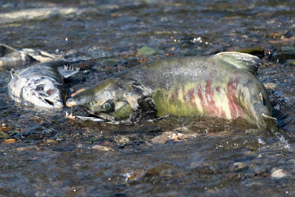 A spawning chum salmon is pictured near a decomposing fish of the same species in Juneaus Salmon Creek on July 24, 2025. (Photo by Chloe Anderson/Juneau Empire)