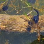 A toad tadpole and a dragonfly nymph meet head-on. (Photo by Dave Harris/courtesy)
