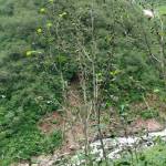 A small alder shows the effects of a severe leaf-roller attack. (Photo by Martina Kallenberger/courtesy)