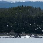 Humpback whales bubblenet feed in Saginaw Channel on July 18, 2025, in Juneau, Alaska. (Photo by Chloe Anderson/Juneau Empire)