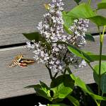 A lovely bedstraw hawk moth visits lilac flowers. (Photo by Debi Ballam/courtesy)
