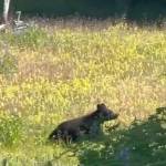 A young bear scampers up from the slough. (Photo by Dawn Halls/courtesy)