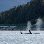 Two killer whales are pictured in Favorite Channel on June 5, 2025, in Juneau, Alaska. (Chloe Anderson/Juneau Empire)