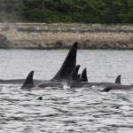 Chloe Anderson / Juneau Empire
A pod of killer whales is pictured in the Lynn Canal on June 3.