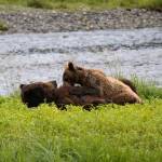 A female brown bear nurses her cub near Pack Creek on Admiralty Island on July 19, 2024. (Chloe Anderson for the Juneau Empire)