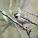 A gray-headed chickadee feeds along the Canning River in northern Alaska in 2015. Photo by Aaron Lang.