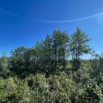 Balsam poplars dwarf nearby tundra and willow shrubs near the Anaktuvuk River in early August. Balsam poplar is the largest tree species on Alaskas North Slope. Photo by Sara Wilbur.