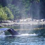 The point of fishing is to catch fish, but there are other things to see and do while out on a trip. (Photo by Jeff Lund/Juneau Empire)