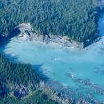 A mature forest grows on the ice of Malaspina Glacier at the west end of ever-expanding Sitkagi Lagoon in 2025. (Photo by Ned Rozell)