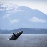 A whale breaches in Young Bay on May 15, 2025, in Juneau, Alaska. (Chloe Anderson/Juneau Empire)