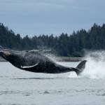 A whale breaches near Point Retreat on July 19, 2025, in Juneau, Alaska. (Chloe Anderson/Juneau Empire)