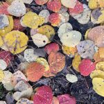 Shed leaves rest on the forest floor in Fairbanks. (Photo by Ned Rozell)