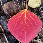 A leaf that fell from an aspen tree in Fairbanks glows red upon the forest floor. (Photo by Ned Rozell)