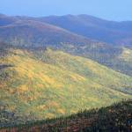 Photo by Ned Rozell
Golds and greens of aspens and birches adorn a hillside above the Angel Creek drainage east of Fairbanks.