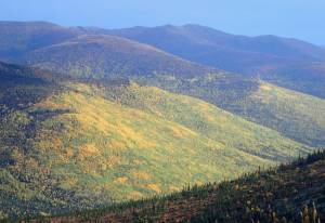 Photo by Ned Rozell
Golds and greens of aspens and birches adorn a hillside above the Angel Creek drainage east of Fairbanks.