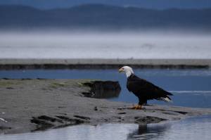 Chloe Anderson for the Juneau Empire
A bald eagle is pictured near Eagle Beach on Sept. 16.