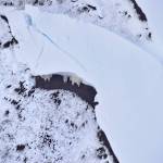 Mountain goats sheltering beneath the fracture line of a mid-winter glide avalanche, Summit Creek, Klukwan, Alaska. (Photo by Kevin White)