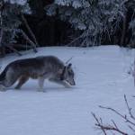 A 9-year-old female wolf with a satellite collar limps alongside the highway near Denali National Park in February 2019. (Photo courtesy Ned Rozell)