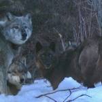 Four members of the Riley Creek wolf pack, including the matriarch, Riley, dig a moose carcass frozen from creek ice in May 2016. (National Park Service trail camera photo)