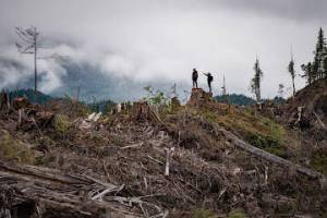 A clear cut on Prince of Wales Island. Photo by Colin Arisman courtesy of SEACC.