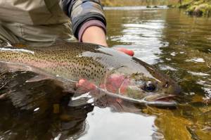 Submitted by Jeff Lund
Catching a fish wont solve your problems, but going fishing with friends might. It is certainly a better option than AI.