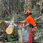 Trail worker chainsaws felled tree. (Photo courtesy of Trail Mix, Inc.)