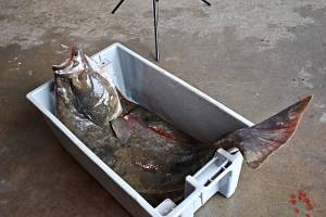 A halibut is pictured in Prince Rupert, B.C. (Photo: K-J Millar/The Northern View)