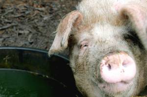 The 2026 Farm Bill would protect states rights to regulate animal agriculture within their borders. (Black Press Media file photo)