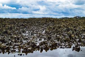 Fish Factor: Shellfish and seafood businesses growing
