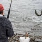 Roger Castillo watches as a coho salmon he caught leaps he fishes at the Wayside Park on Channel Drive on Friday, Sept. 7, 2018. The Alaska Department of Fish and Game has increased the limit to 12 coho salmon in the designated saltwater hatchery sport harvest area due to the large number of returning hatchery coho salmon in excess of broodstock needs. (Michael Penn | Juneau Empire)