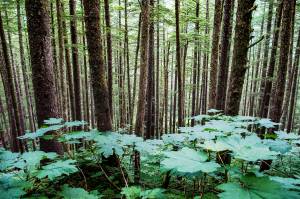 The Tongass National Forest is the largest national forest in the United States at 17 million acres. (Michael Penn | Juneau Empire File)                                 The Tongass National Forest is the largest national forest in the United States at 17 million acres. (Michael Penn | Juneau Empire File)