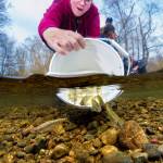 This photo, which won the International Year of the Salmon photo challenge for the Pacific, shows a woman releasing Chinook salmon fry in Surrey, British Columbia, south of the Fraser River. (Courtesy Photo | Fernando Lessa)