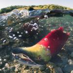 Solving the salmon problem