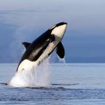 In this Jan. 18, 2014 photo, an endangered female orca leaps from the water while breaching in Puget Sound west of Seattle, Wash. For years, scientists have identified dams, pollution and vessel noise as causes of the troubling decline of the Pacific Northwests resident killer whales. Now, they may have found a new and more surprising culprit: pink salmon. Salmon researchers perusing data on the website of the Center for Whale Research noticed a startling trend: that for the past two decades, significantly more of the whales have died in even-numbered years than in odd years. In a newly published paper, they speculate that the pattern is related to pink salmon, which return to the waters between Washington state and Canada in enormous numbers every other year. (Elaine Thompson | Associated Press File)