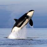 Scientists ID another possible threat to orcas: pink salmon